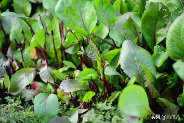 萬物起始，立春暖陽下，等待花園甦醒 &vert; 園丁