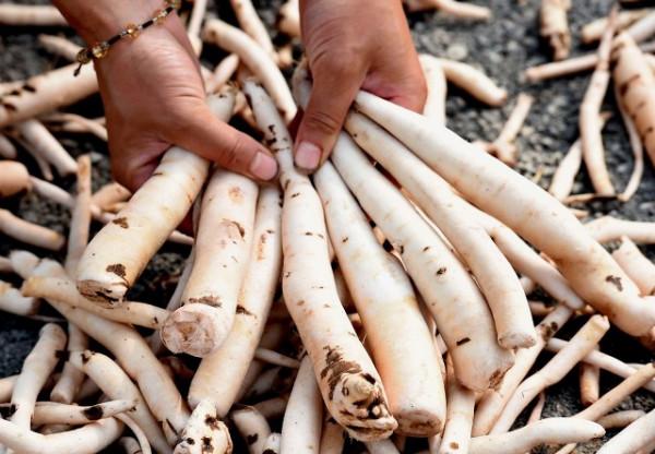 所謂失眠,不過是氣虛脾虛!一張方子既可益氣溫陽又可健脾助運 所謂失眠,不過是氣虛脾虛!一張方子既可益氣溫陽又可健脾助運