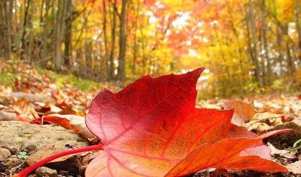 白落梅散文《月明中秋》，古典韻味濃郁，詩詞意境優美