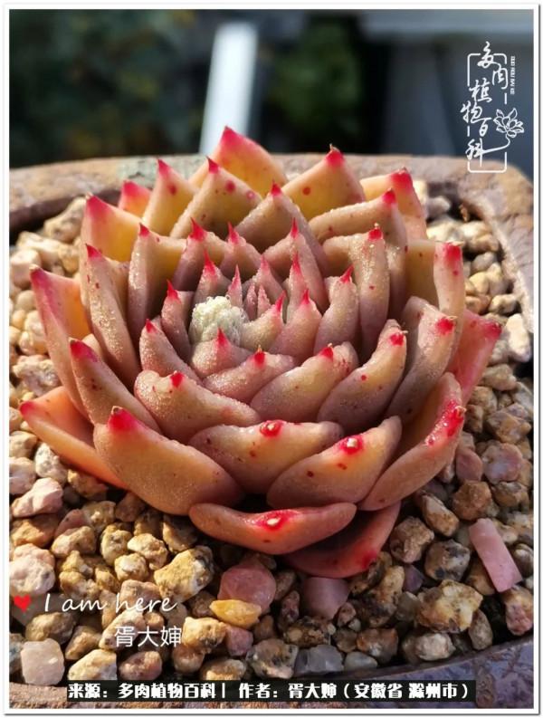 因多肉遇見滿滿的愛和美好，有多肉相伴，歲月生香