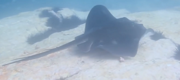 海洋動物：每個都十分可怕，危險的程度讓人敬而遠之