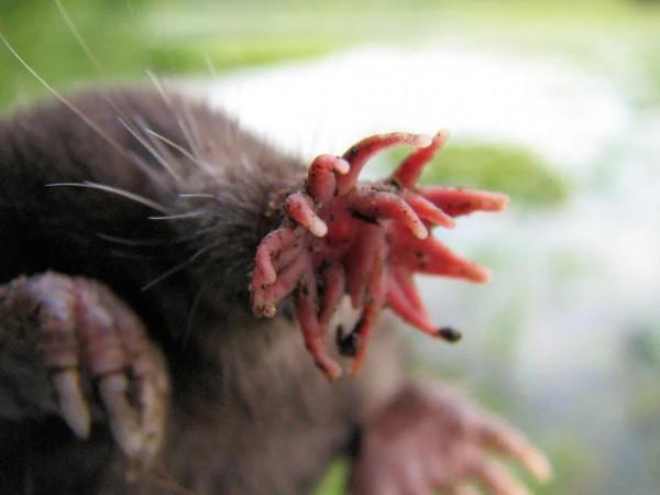 1&sol;4秒能吃掉大蚯蚓的怪鼻子