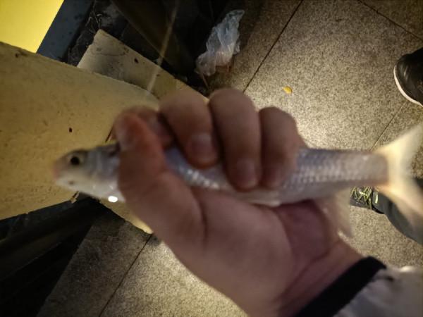 頂漂數次皆不中，精彩的瞬間是三抄網