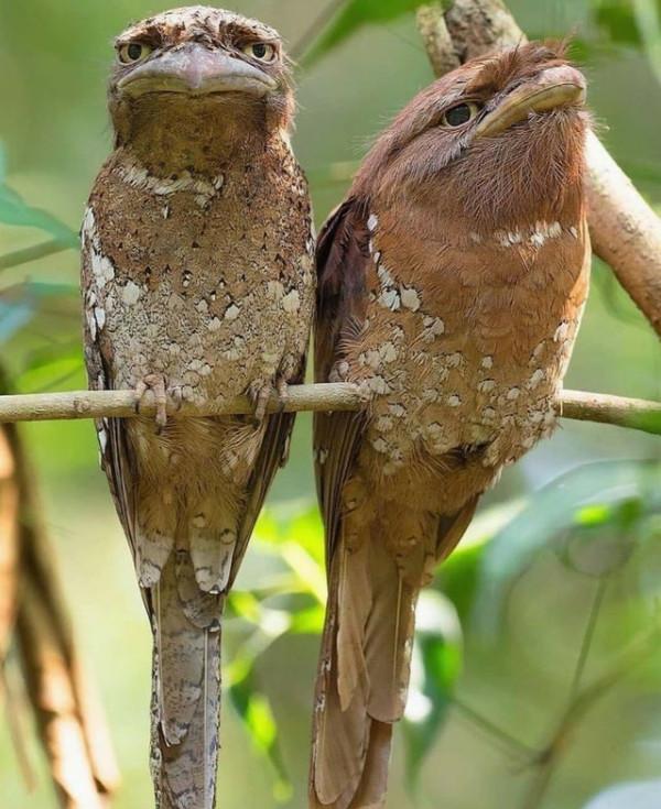 35張照片帶我們領略大自然的狂野