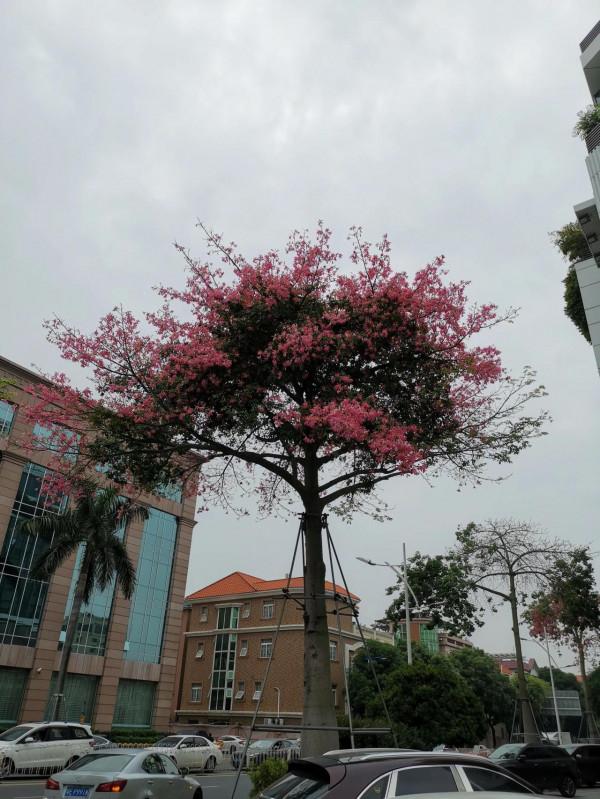 武林風搏擊冠軍說李連杰是花拳繡腿,李連杰的功夫真的是花架子嗎 武林風搏擊冠軍說李連杰是花拳繡腿,李連杰的功夫真的是花架子嗎