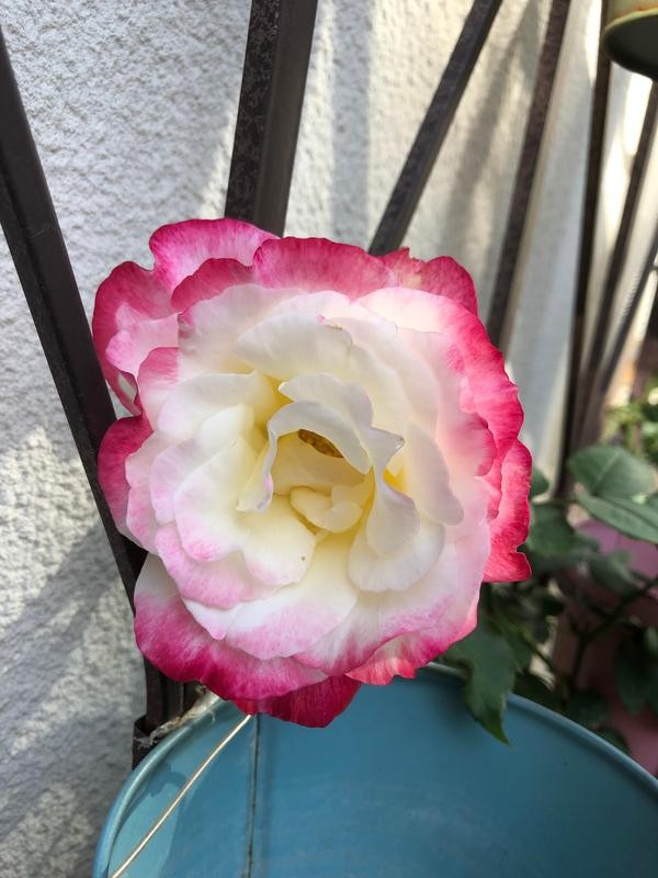 我種了80多種月季花