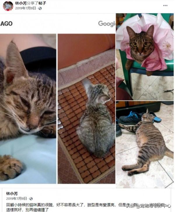 因為主人忘記放糧食，貓咪露出詭異的笑臉，主人背脊發涼