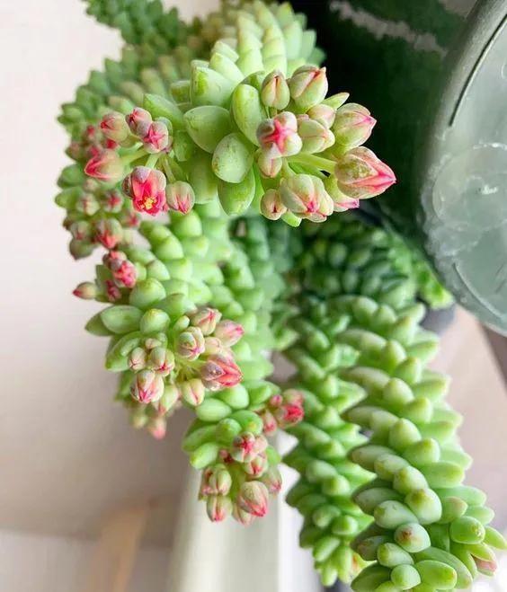 50種多肉開花欣賞，你養的開花了嗎？快來曬曬