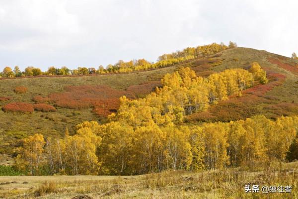 中秋佳節去哪裡,賞秋勝地,濃墨重彩的烏蘭布統秋景 中秋佳節去哪裡,賞秋勝地,濃墨重彩的烏蘭布統秋景