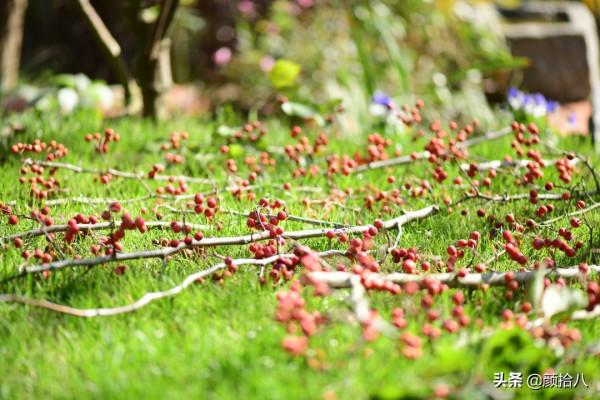 鳥兒們過冬必備 - 紅透整個冬日的迷你山楂果 |園丁