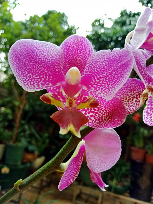 #陽臺小花園#又添新品種