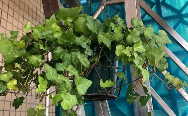 好養活的10種耐陰花卉