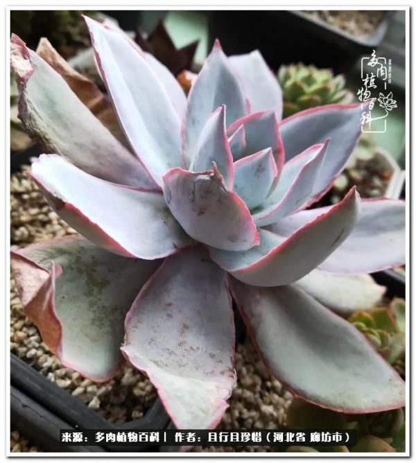 多肉的前世今生——論那些多肉的變化