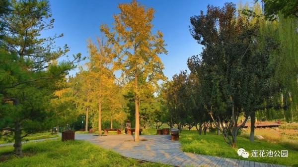 【FENG景】創森動態 | 蓮花池公園多彩的秋天