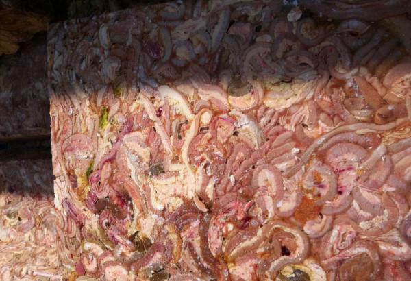 秋天愛吃龍蝦？還不帶上裝備出動，釣龍蝦的全套攻略送給大家