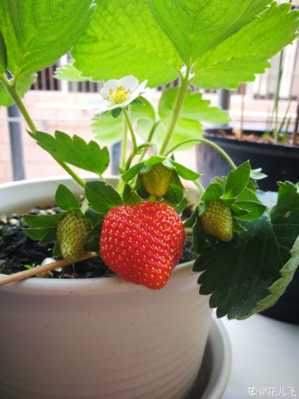 7種最適合陽臺養殖的水果,成活率高,果香飄滿屋 7種最適合陽臺養殖的水果,成活率高,果香飄滿屋