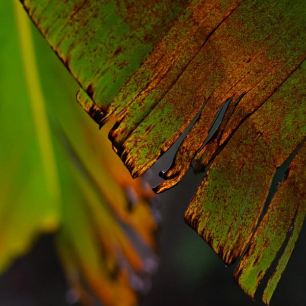 陰天過路石門森林公園