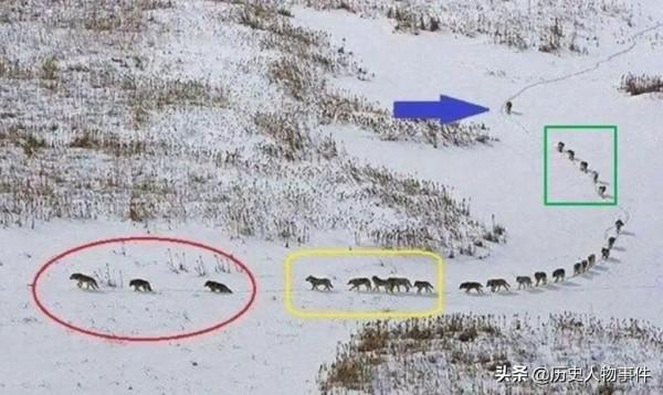 “狼狽為奸”狽是一種什麼動物呢?又是如何為奸的呢 “狼狽為奸”狽是一種什麼動物呢?又是如何為奸的呢