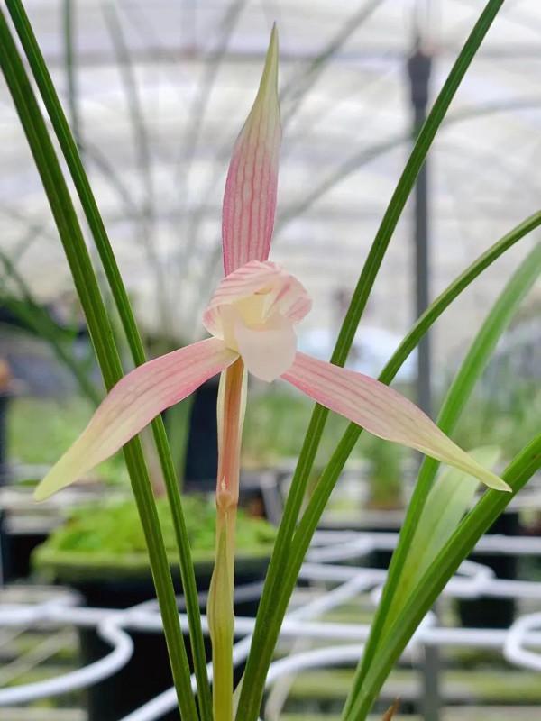 提前做好工作蘭花長得更好