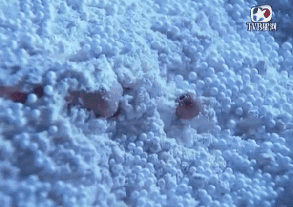 重溫TVB劇《武尊少林》終於找到了那個讓我念念不忘20年的角色