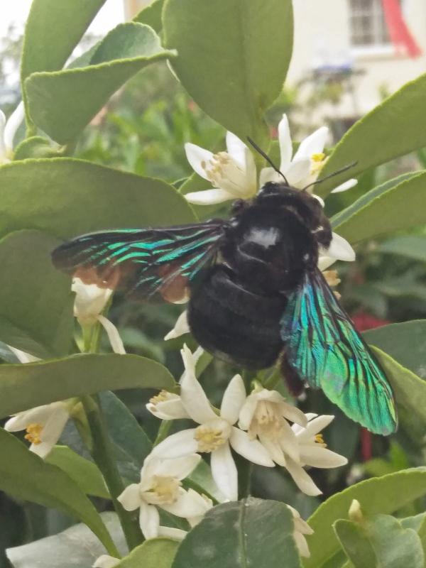 前方有花粉,花粉過敏者請小心!當然,也有花對你友好 前方有花粉,花粉過敏者請小心!當然,也有花對你友好