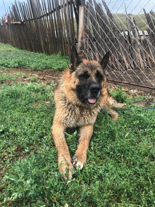 我與一隻狗的前世今生 我與一隻狗的前世今生