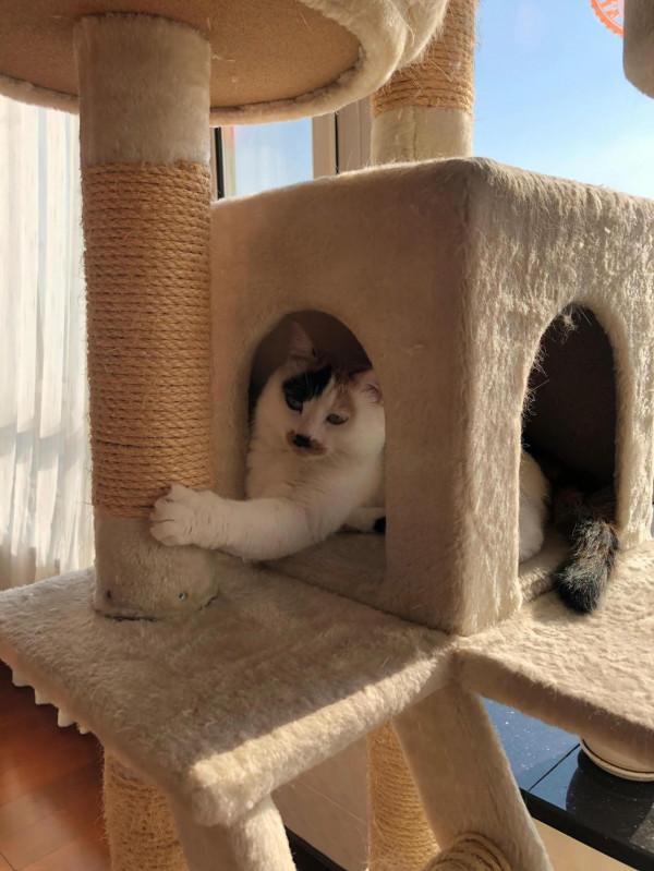 每一個流浪貓都可能是上天賜給你的禮物