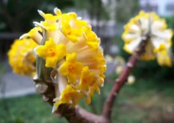 美麗的 結香花 美麗的 結香花