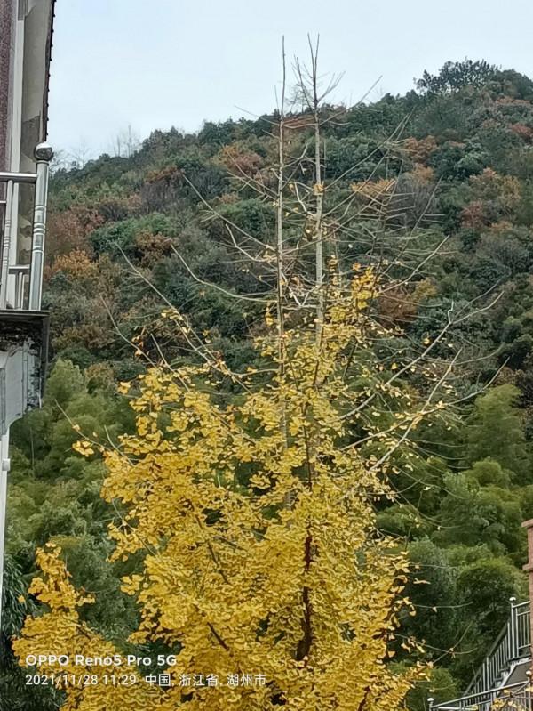 銀杏長廊,燦燦金黃 銀杏長廊,燦燦金黃