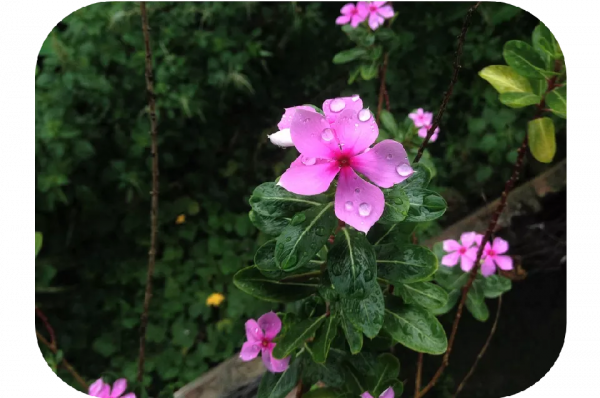 2塊錢，奪走了我家貓的命