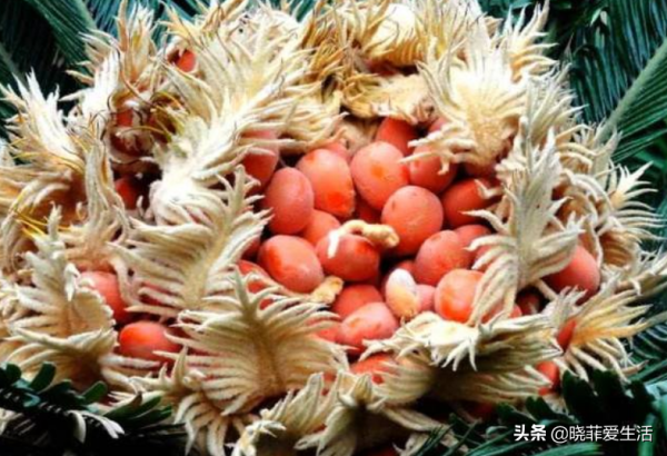 漂亮的有毒花！認識20種“大毒花”，遠離危險