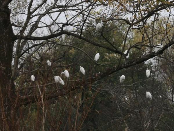 “外衣”因愛情美麗,教你如何發現鳥兒們的“心動訊號” “外衣”因愛情美麗,教你如何發現鳥兒們的“心動訊號”