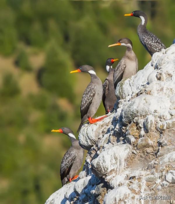 來自南極的紅腿鸕鷀,好看嗎? 來自南極的紅腿鸕鷀,好看嗎?