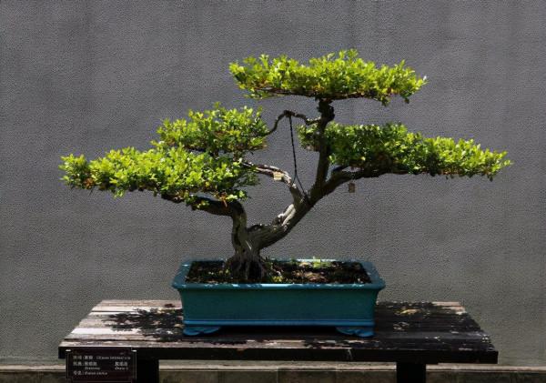 有3種樹價值高，擺在客廳就是“鎮宅木”，養成老樁，盆盆上千