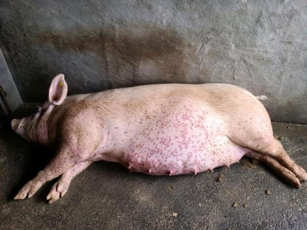 豬身上有紅疙瘩是什麼病怎麼治療？豬身上長紅疙瘩怎麼治療最好？