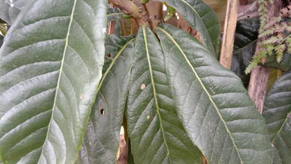 為啥枇杷葉比枇杷值錢，用它煮水止咳平喘，家中常備好幫手