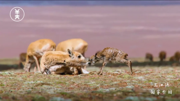 中國面積最大的國家公園,這片“人類禁區”終於限時開放了 中國面積最大的國家公園,這片“人類禁區”終於限時開放了