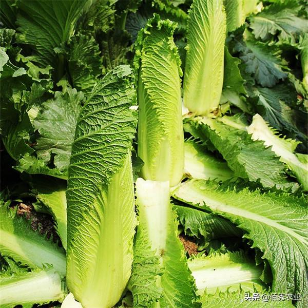 河南農民50畝龍牙菜被毀，聲稱損失上百萬，是什麼蔬菜如此值錢？