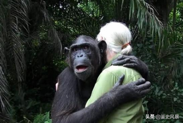 1931年,美國一科學家將小猩猩和兒子一起撫養，9個月後卻緊急叫停