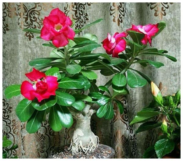 5種漂亮花，冬天“愛睡覺”，少水“缺糧”多曬曬才能長得好