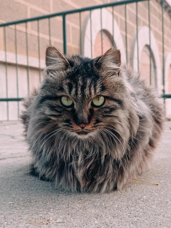 Redmi Note 11 Pro+節目的攝影作品