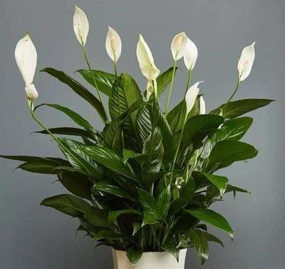 7種“吉利花”,家裡養一盆,順順當當又漂亮,養人又旺家 7種“吉利花”,家裡養一盆,順順當當又漂亮,養人又旺家