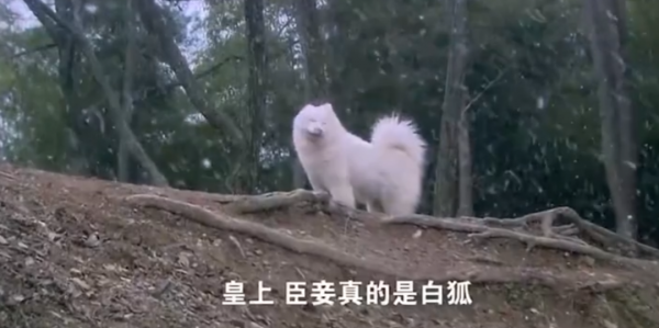 張飛穿皮鞋，楊穎“花容失色”，觀眾：我們連敷衍都不配了嗎？