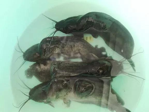 畸形魚真的是被電傷的？當知道真相後，你再也不會去吃它