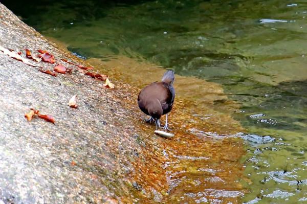十八月潭“小精靈”——褐河烏