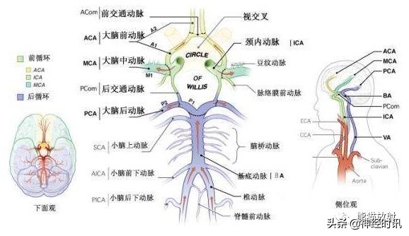 Willis環丨超細解剖+超全變異