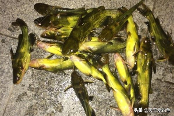 過了秋分,黃顙魚更加鮮嫩肥美了,到了這種釣法連竿上魚的時候 過了秋分,黃顙魚更加鮮嫩肥美了,到了這種釣法連竿上魚的時候