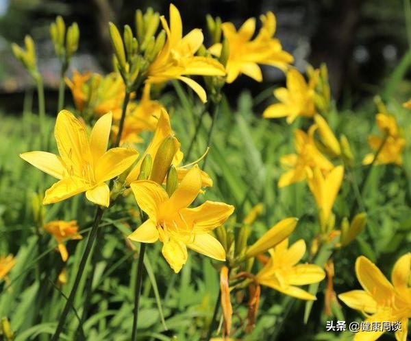 提醒家人！這五種蔬菜，焯水能去去“毒素”，別嫌麻煩