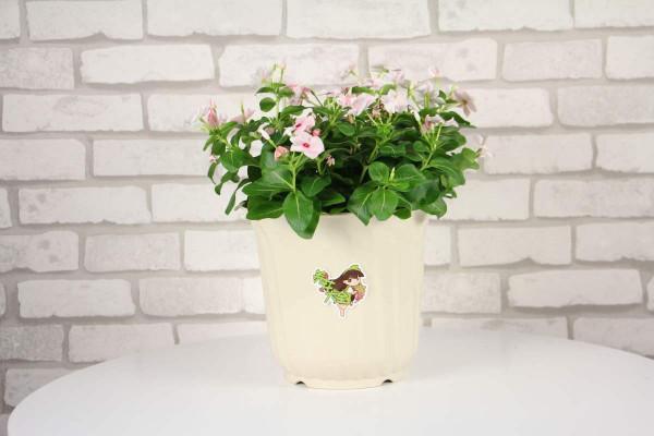 全年都開花的花,看一下這3種,家裡四季如春 全年都開花的花,看一下這3種,家裡四季如春