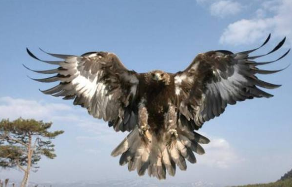 千年前的天空霸主哈斯特鷹，與如今的安第斯神鷹，誰更厲害？